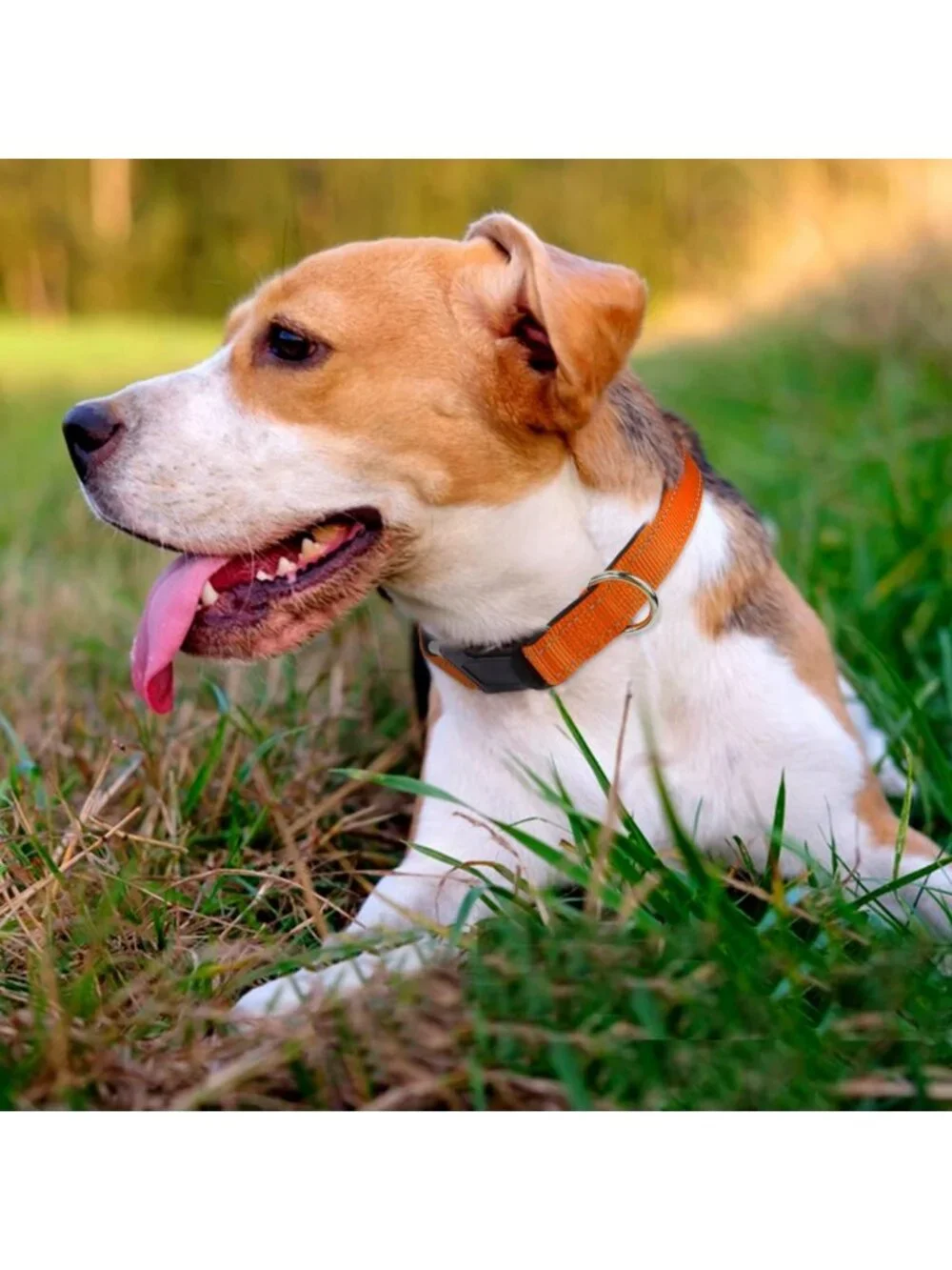 Adjustable Soft Dog Harness with Handle, Reflective Collar & 6FT Leash Set